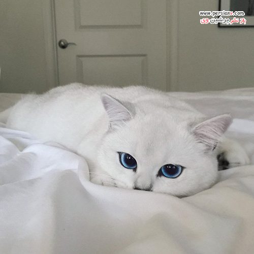 گربه چشم آبی اینستاگرام