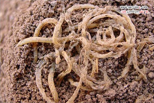 قدیمی ترین غذاهای کشف شده