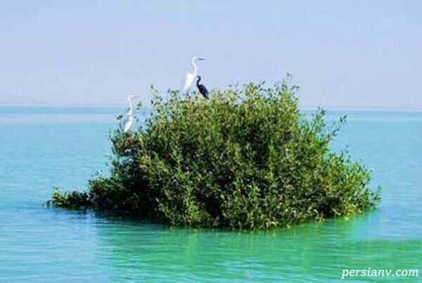 جزیره قشم
