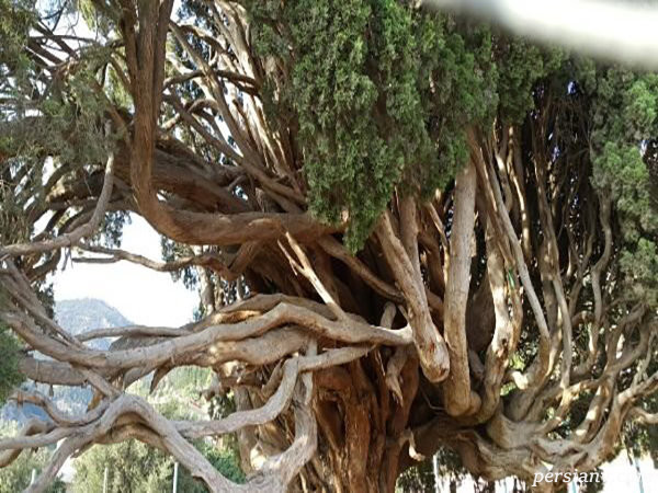 سرو کهنسال