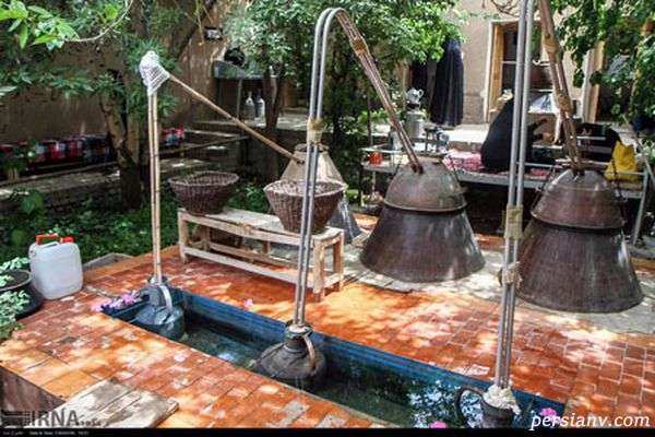 مراسم گلاب گیری کاشان