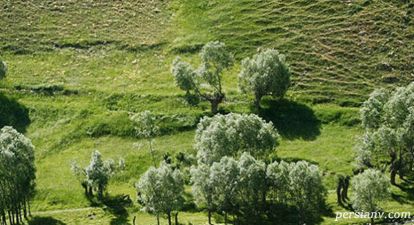 تبریز