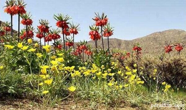 دشت لاله‌های واژگون