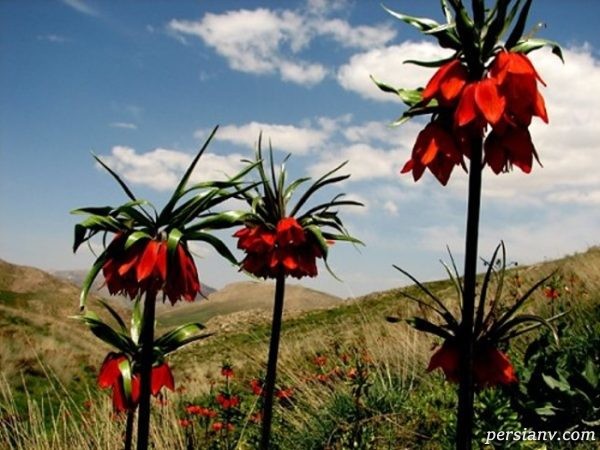 جاذبه های شهر کرد