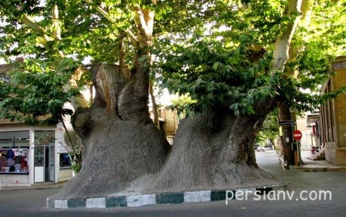 چنار پیر محلات، با قدمتی دو هزار ساله، نماد تاریخی شهر محلات است شهر محلات