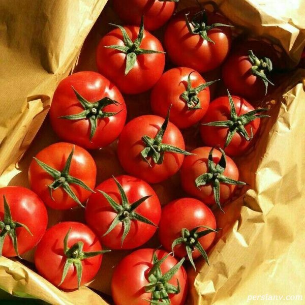 گوجه فرنگی گلخانه ای