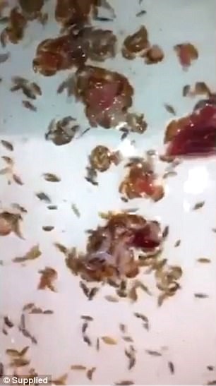 حمله جانور گوشتخوار به جوان حمله جانور گوشتخوار به جوان