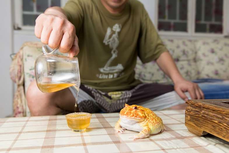 حیوانات خانگی چینی‌ها