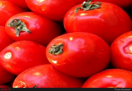واردات گوجه فرنگی 