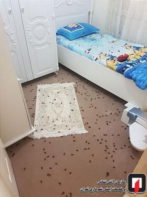 حمله زنبورها