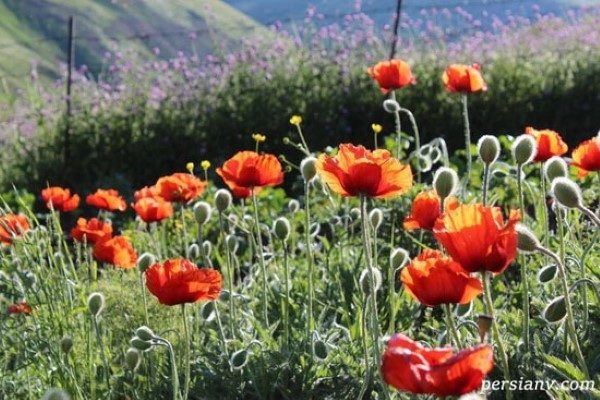 ÙØªÛØ¬Ù ØªØµÙÛØ±Û Ø¨Ø±Ø§Û Ø¬Ø´Ù Ú¯Ù ÙØ§Û Ø´ÙØ§ÛÙ Ø¯Ø± Ø§Ø³Ø§ÙÙ Ù Ø®ÙØ®Ø§Ù