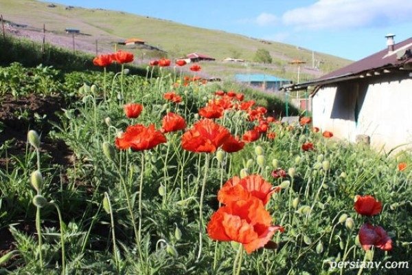 ÙØªÛØ¬Ù ØªØµÙÛØ±Û Ø¨Ø±Ø§Û Ø¬Ø´Ù Ú¯Ù ÙØ§Û Ø´ÙØ§ÛÙ Ø¯Ø± Ø§Ø³Ø§ÙÙ Ù Ø®ÙØ®Ø§Ù