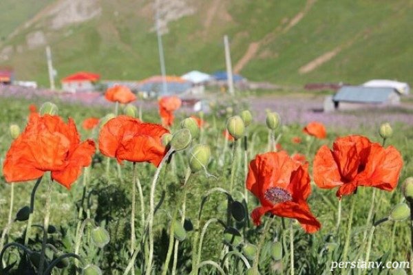 ÙØªÛØ¬Ù ØªØµÙÛØ±Û Ø¨Ø±Ø§Û Ø¬Ø´Ù Ú¯Ù ÙØ§Û Ø´ÙØ§ÛÙ Ø¯Ø± Ø§Ø³Ø§ÙÙ Ù Ø®ÙØ®Ø§Ù