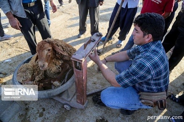 بازار خرید و فروش دام