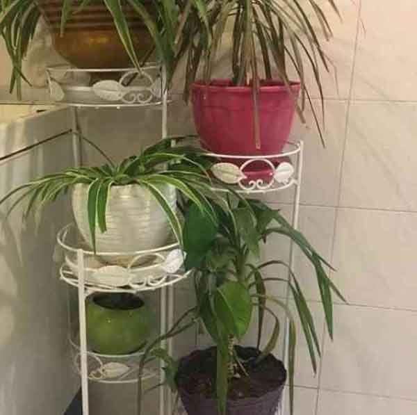 دلخوشی مهنوش صادقی همسر دوم مهدی هاشمی به گلدان های خانه اش