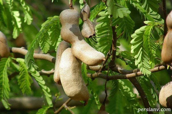 تمبر هندی در بارداری