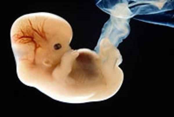 هفته نهم بارداری چگونه است؟ هفته نهم بارداری