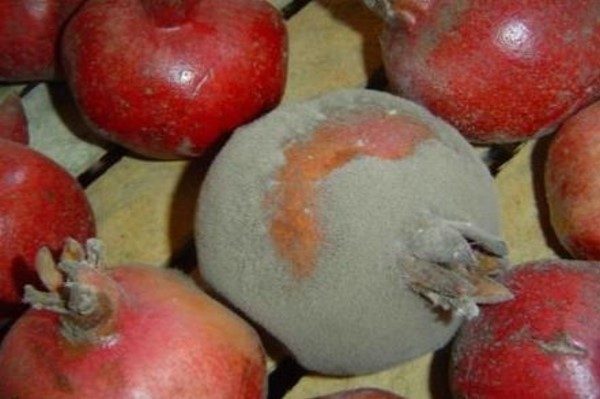 کپک مواد غذایی