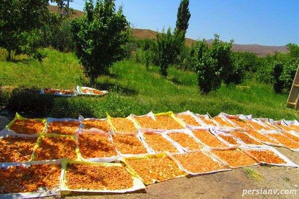 خشک کردن زرد آلو