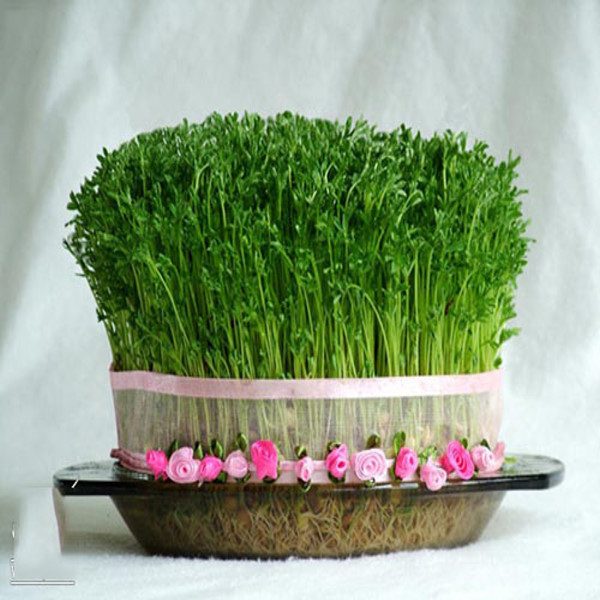 تزیین سبزه عید