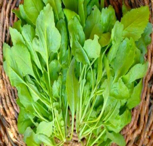 خواص دارویی شاهی