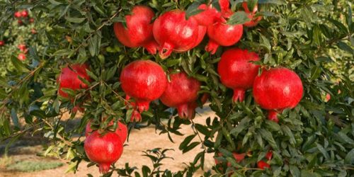گرفتگی عروق قلب