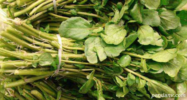 گیاه دارویی کلشک