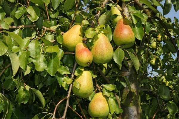 عوارض گلابی