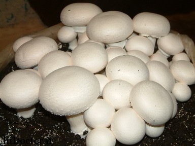 ارزش غذایی قارچ