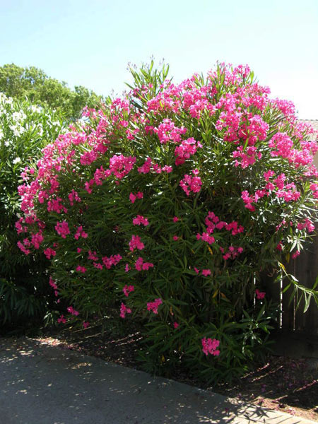 سکته قلبی