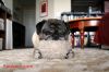 persianv.com-animal_(11).jpg