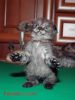 persianv.com-animal_(22).jpg