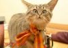 persianv.com-animal_(25).jpg