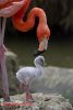persianv.com-animal_(28).jpg