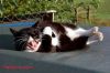 persianv.com-animal_(67).jpg