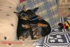 persianv.com-animal_(8).jpg