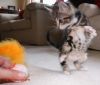 persianv.com-animal_(80).jpg