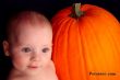 baby-persianv_(44)_w.jpg