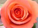 persianv-flower-gol-royaee_(2).jpg