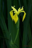 persianv-flower-gol-royaee_(22).jpg