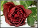 persianv-flower-gol-royaee_(23).jpg