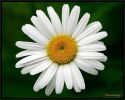 persianv-flower-gol-royaee_(39).jpg