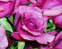 roz-flower_(15).jpg