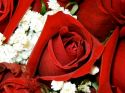 roz-flower_(20).jpg