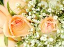 roz-flower_(22).jpg