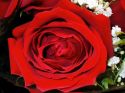 roz-flower_(29).jpg