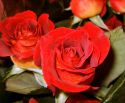 roz-flower_(3).jpg
