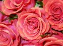 roz-flower_(32).jpg