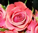 roz-flower_(33).jpg
