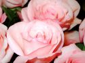 roz-flower_(9).jpg